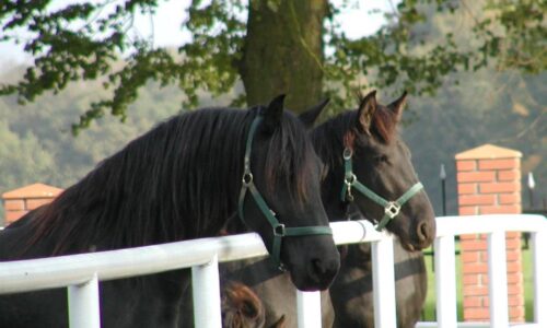 Konie i stadnina koni w Wąsowie